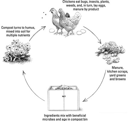닭으로 뒷마당에서 지속 가능성을 만드는 방법