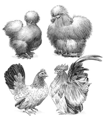 Perfecto para mascotas: razas de pollos gallo