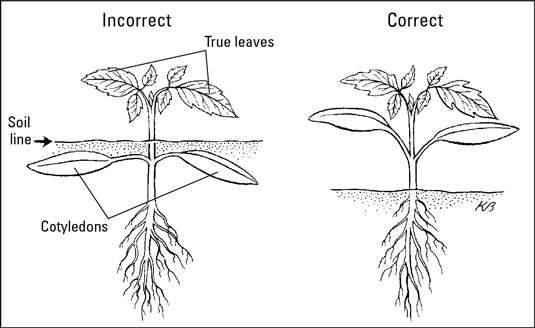 Comment transplanter des semis