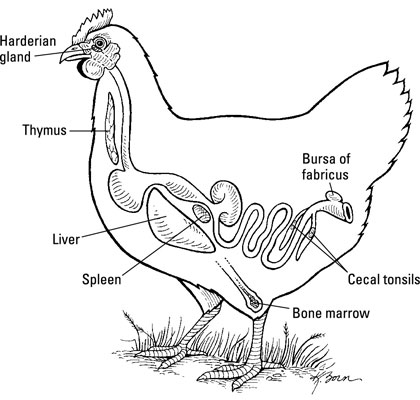 Les organes du système immunitaire dun poulet